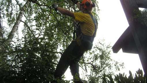 klimmend bomen rooien met telescoop kraan hoe breed stempeld een telescoopkraan af